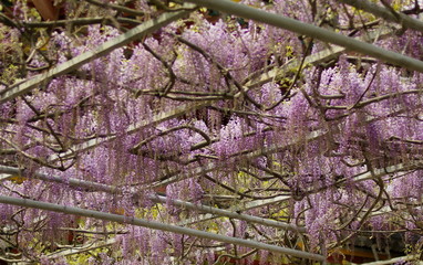 藤の花（Wisteria）