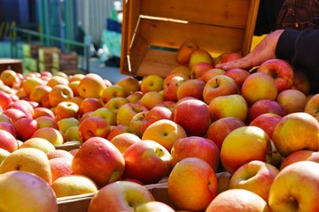 Fresh red and yellow apples at a farmers market