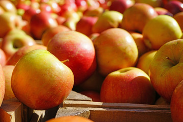 Fresh red and yellow apples at a farmers market