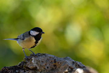 Great tit on a rock in the forest in Alava