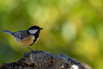 Great tit on a rock in the forest in Alava