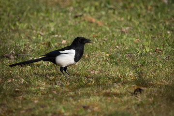Common and eurasian magpie in Espejo, Alava, Spain