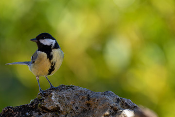 Great tit on a rock in the forest in Alava