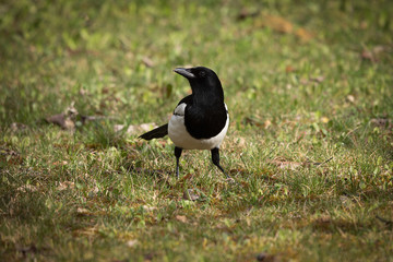 Common and eurasian magpie in Espejo, Alava, Spain