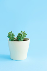 Cream vase with a succulent plant on a light blue background