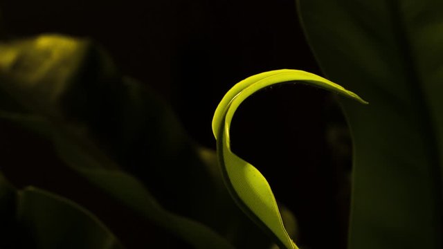 Asplenium nidus, the birds nest fern, new growth, flexing back and forwards, back light, follow.