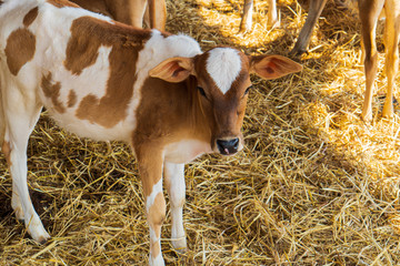 cute calf on the farm.