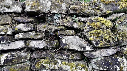 Steinmauer mit Moosbewuchs, in der Mitte wächst eine Skilla /Blaustern
