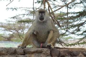 Baboon