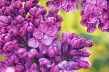 Spring flowering lilac in the garden. natural spring background. Delicate flowers in raindrops close-up.