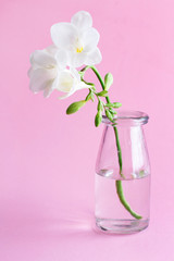 Spring composition with a white freesia flower in a glass jar