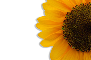 Yellow sunflower with white pattern background