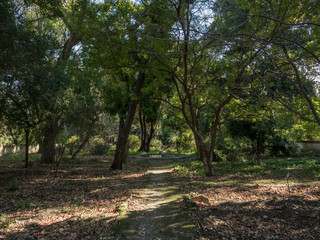 Vegetation at the Palermo Botanical Garden