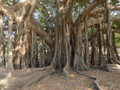 Imposing Ficus Indica tree at Palermo Botanical Garden