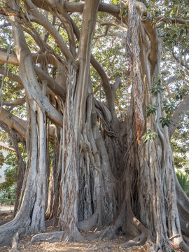 Imposing Ficus Indica tree at Palermo Botanical Garden