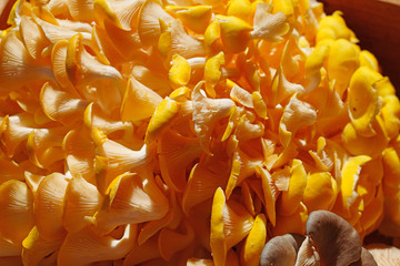 Yellow gold oyster mushrooms (Pleurotus citrinopileatus) at the farmers market