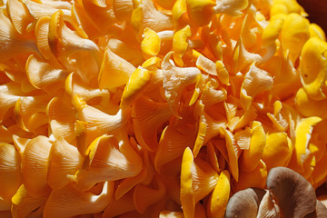 Yellow gold oyster mushrooms (Pleurotus citrinopileatus) at the farmers market