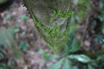 Green tree trunk from above