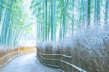 竹林の雪景色ー嵐山