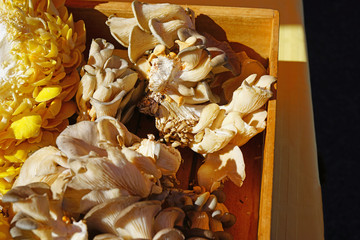 Yellow gold oyster mushrooms (Pleurotus citrinopileatus) at the farmers market