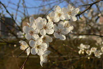 Apricot blossom flowers in spring. Close-up