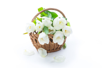 Fototapeta na wymiar beautiful bouquet of white tulips on white background