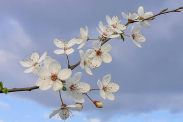 Apricot blossom flowers in spring against the blue sky. Close-up