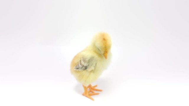 Lonely little chicken loudly cheeps at camera. FullHD 1080p, isolated on white.