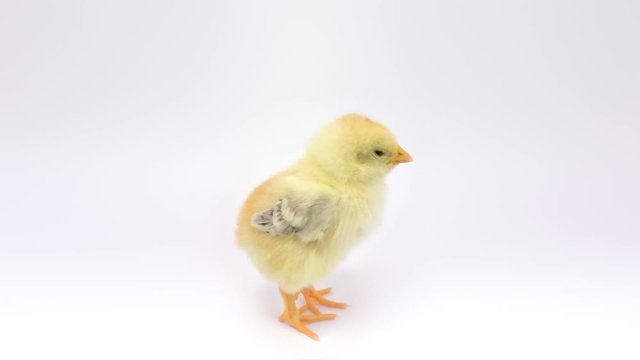 Lonely little chicken loudly cheeps at camera. FullHD 1080p, isolated on white.