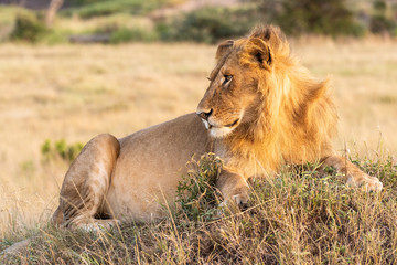 Fototapeta na wymiar Male lion lies on mound looking back