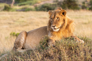 Fototapeta na wymiar Male lion lies on mound with catchlight