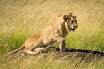 Male lion lies on rock facing right