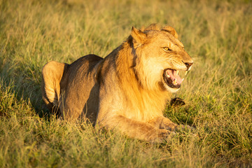 Male lion lying down showing Flehmen response