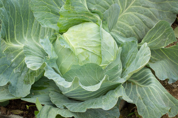 fresh green cabbage