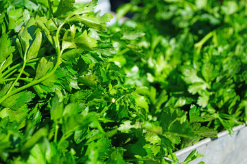 Fresh green flat leaf parsley at the farmers market