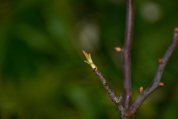 buds on branch