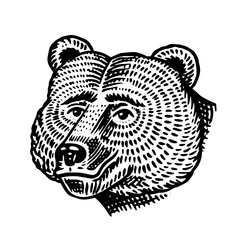 Grizzly bear. Brown wild animal. Hand drawn engraved old sketch for T-shirt, tattoo or label or poster. The face of the forest beast. Front view. Vector illustration.
