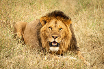 Male lion lying in grass eyeing camera