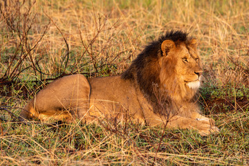 Male lion lying in grass looking ahead