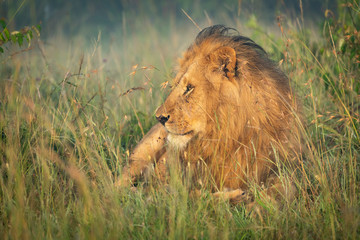 Male lion lying in grass looking left