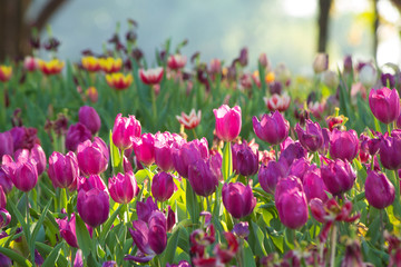 Tulip. Beautiful bouquet of tulips. colorful tulips. tulips in spring