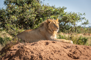 Male lion on termite mound looking right