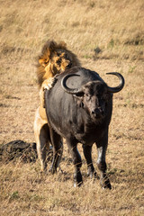 Male lion pounces on buffalo from behind