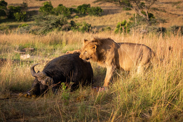 Male lion pawing carcase of Cape buffalo