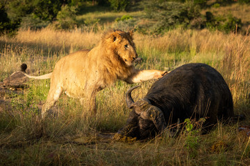 Fototapeta na wymiar Male lion paws carcase of Cape buffalo