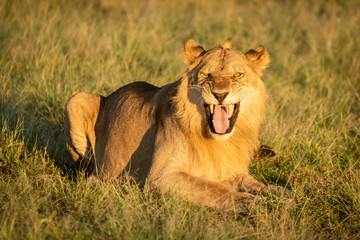 Male lion shows Flehmen response lying down