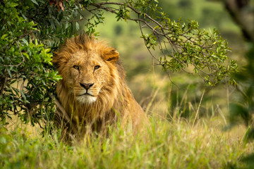 Male lion sits by bush under branch