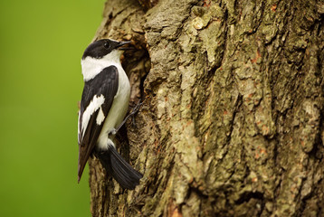 Collared Flycatcher - Ficedula albicollis, beautiful black and white perching bird from European...
