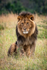 Male lion sits looking out over grassland