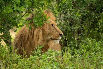 Male lion sits behind bush looking right